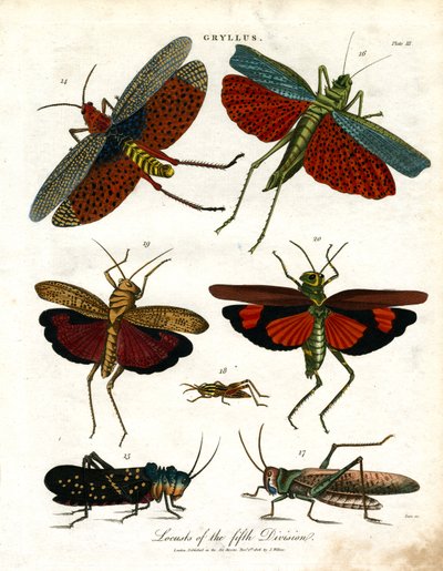 Gryllus: Gllllryll: Az ötödik hadosztály sáskái alkotó: John Pass