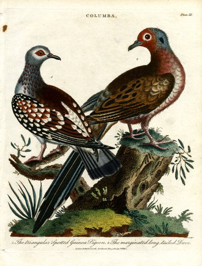 Galambok és galambok (Columba) alkotó: John Pass