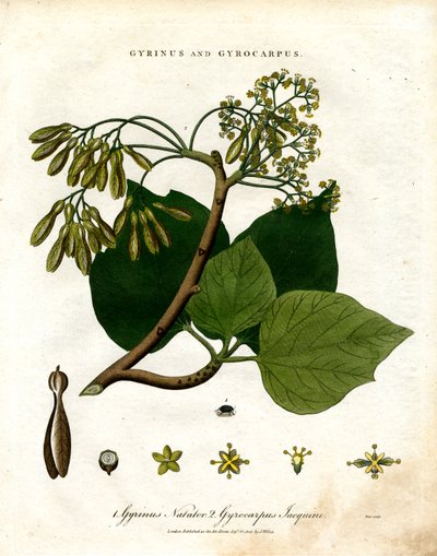 Gyrinus és Gyrocarpus alkotó: John Pass