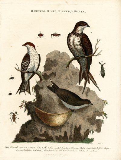 Hirundo;Hispa;Hister  Hortia: fecskék és bogarak alkotó: John Pass
