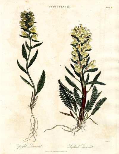 Lousewort fajok alkotó: John Pass