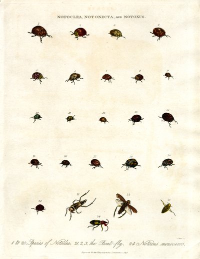 Notoclea;Notonecta;és Notoxus bogarak alkotó: John Pass