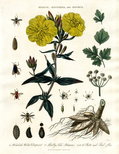 Oenanthe;Oenothera és Oestrus - Vízcseppfű;Esti Primula és Bot-légyek alkotó: John Pass