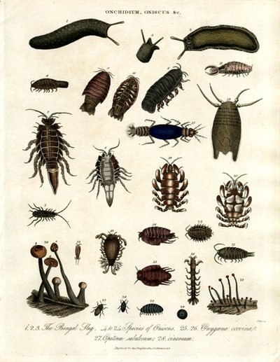 Onchidium;Oniscus és más ízeltlábúak alkotó: John Pass