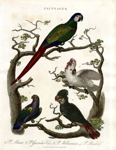 Papagájok (Psittacus) alkotó: John Pass