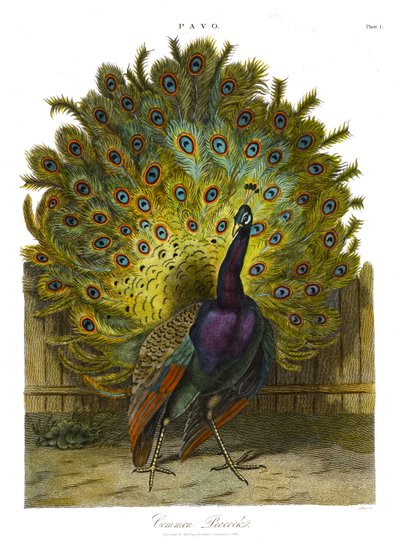 Pavo: közönséges páva alkotó: John Pass