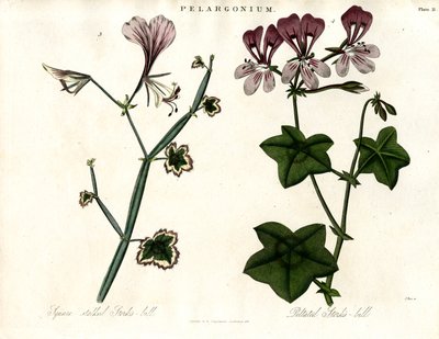 Pelargonium fajok (Gólyacsőr) alkotó: John Pass
