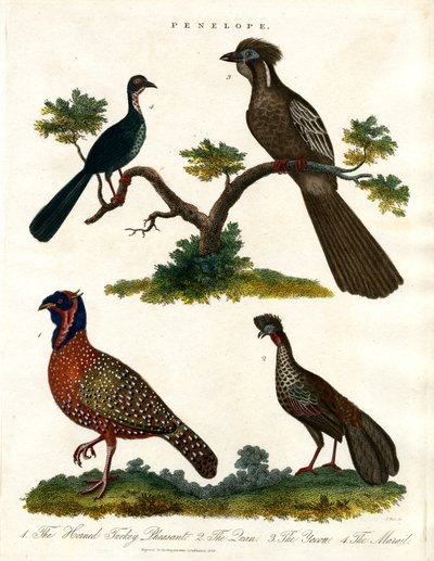 Penelope fajok (pulykák és fácánok) alkotó: John Pass