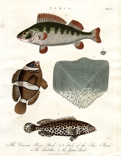 sügérfajok alkotó: John Pass