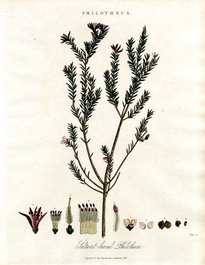 Philotheca alkotó: John Pass