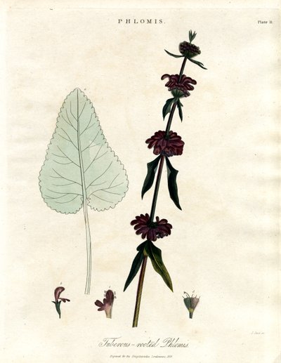 Phlomis: gumós gyökerű jeruzsálemi zsálya alkotó: John Pass