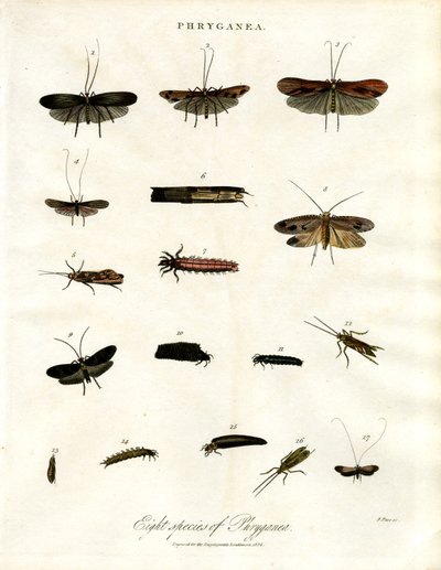 Phryganea - Caddisflies alkotó: John Pass