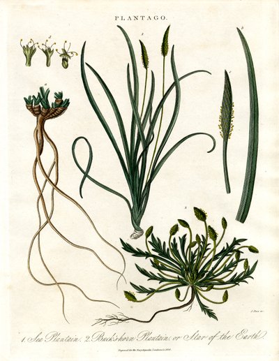 Plantago fajok alkotó: John Pass