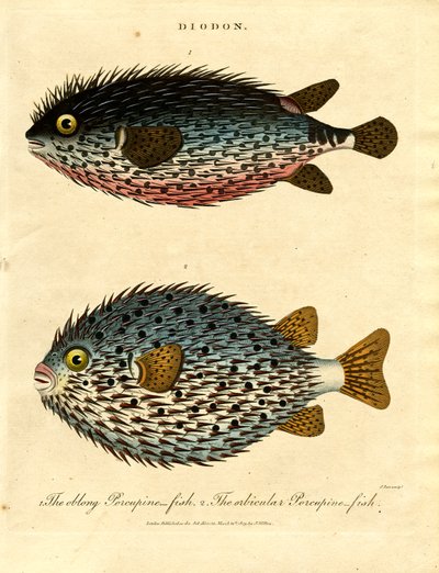 Sertéshal (Diodon) alkotó: John Pass