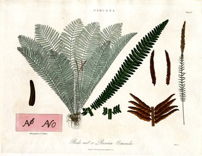 Királyi páfrányfenyő (Osmunda) alkotó: John Pass