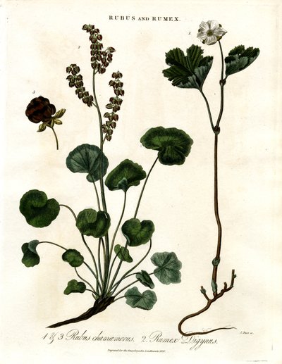 Rubus és Rumex: Felhőbogyó és hegyi sóska alkotó: John Pass