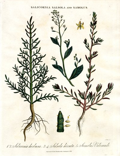 Salicornia;Salsola és Samolus: Halophytic Coastal Plants alkotó: John Pass
