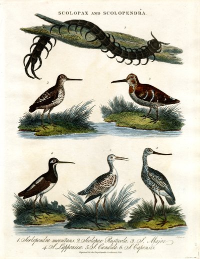 Scolopax és Scolopendra alkotó: John Pass