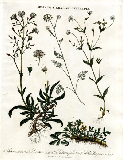 Selinum;Silene és Sibbaldia alkotó: John Pass