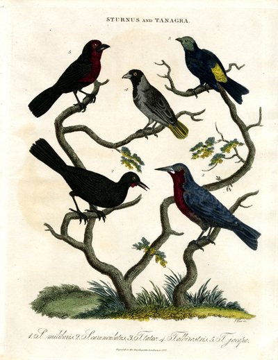 Sturnus és Tanagra (Csillagok és táncosok) alkotó: John Pass