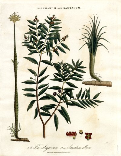 Cukornád és szantálfa alkotó: John Pass