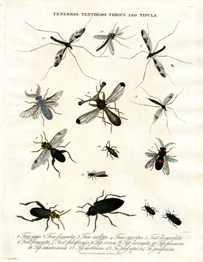 Tenebrio;Tenthedo;Thrips és Tipula - Rovarok sokfélesége alkotó: John Pass