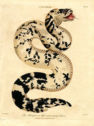 Az Atropos;avagy az életet felemésztő vipera alkotó: John Pass