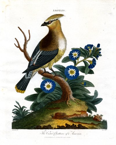 Az amerikai címeres fecsegő alkotó: John Pass