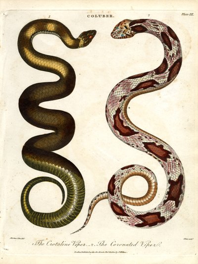 A Crotaline Viper és a Koronázott Vipera alkotó: John Pass