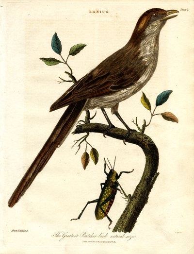 A legnagyobb hentesmadár;természetes mérete alkotó: John Pass