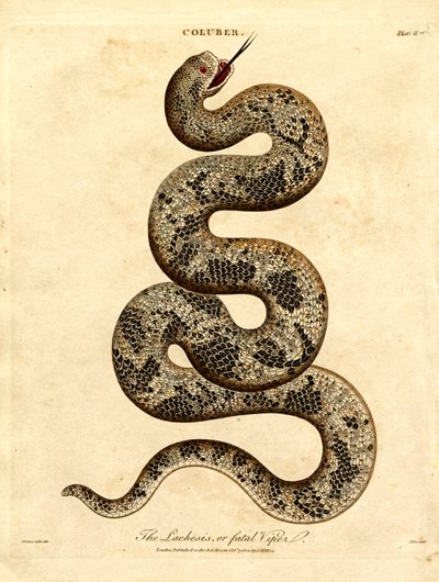A Lachesis vagy Végzetes Vipera alkotó: John Pass