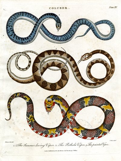 Három különböző viperafajta alkotó: John Pass