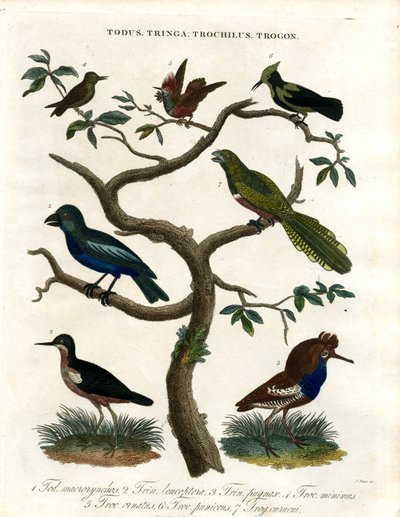 Todus;Tringa;Trochilus és Trogon alkotó: John Pass