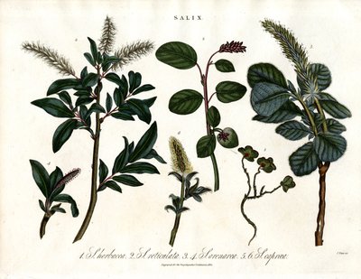 Különböző fűzfafajok (Salix) alkotó: John Pass