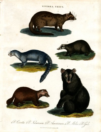 Viverra és Ursus: különböző civet- és medvefajok alkotó: John Pass