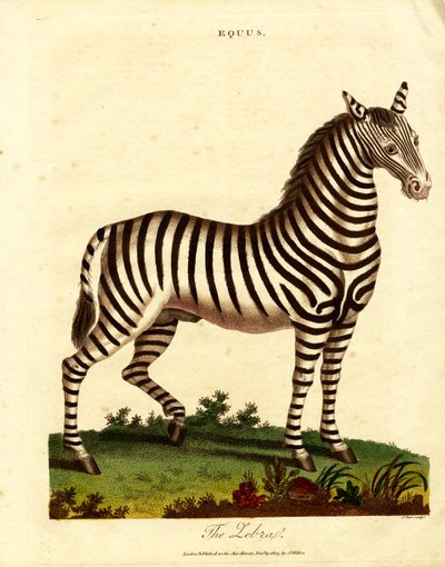 Zebra (Equus) alkotó: John Pass