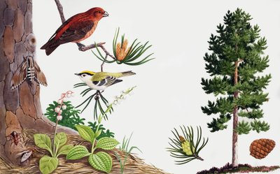 A fenyőfa és lakói alkotó: John Rignall