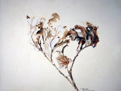 A tölgylevelek tanulmányozása alkotó: John Ruskin