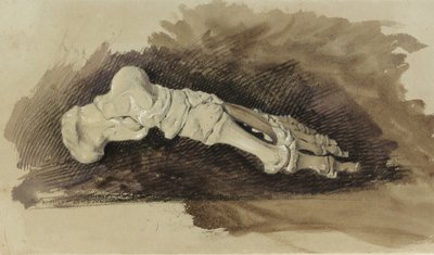 Egy női ember lábának csontjai (ceruza wc-vel és testszín papíron) alkotó: John Ruskin