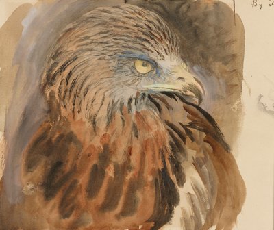 A sárkány feje, az Életből, 1870. augusztus 30. és szeptember 1. (akvarell és testfesték grafit felett halványbarna szőtt papíron) alkotó: John Ruskin