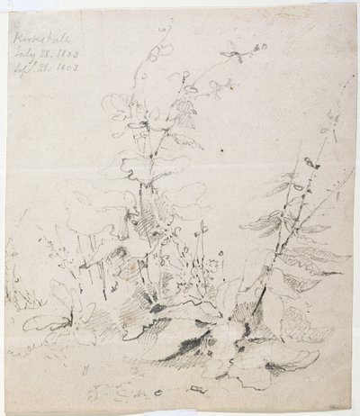 Study of Weeds, Kirkstall alkotó: John Sell Cotman