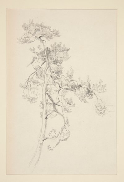 Fa és lombozat alkotó: John Singer Sargent