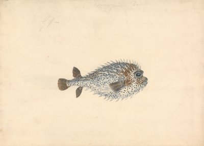 Egy sertéshal alkotó: John Smart