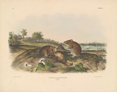Pamut Patkány alkotó: John T. Bowen, after John James Audubon