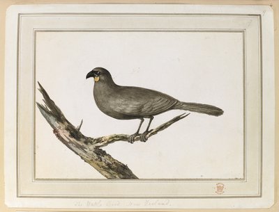 Egy lómadár rajza; 1777. február 12. és 25. között új-zélandi látogatása során, Cook kapitány harmadik útján. alkotó: John Webber