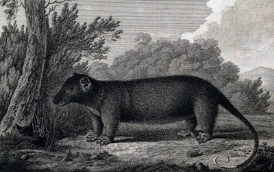Oposszum, metszet John Webber (1750-1793) rajza nyomán, James Cook harmadik utazása során alkotó: John Webber