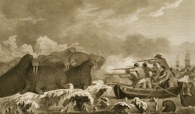 Tengeri lovak, J. Heath ábrái, E. Scott metszete, 52. tábla a "Journal of a Voyage to the South Seas" című könyvből, átírva Sydney Parkinson irataiból, pub. 1823 alkotó: John Webber