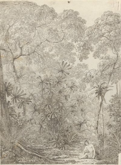 Krakatau legyezőpálma alkotó: John Webber