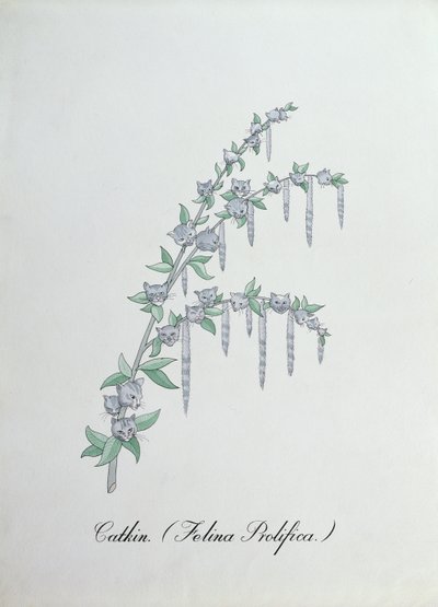 Catkin (Felina Prolifica.), illusztráció John Weir „A botanika hamis könyvéből” alkotó: John Weir