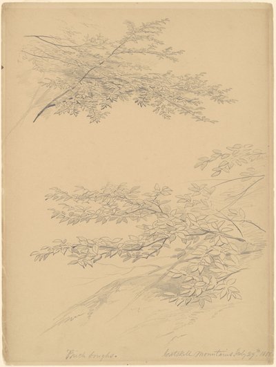 Nyírfaágak, Catskill-hegység alkotó: John William Casilear